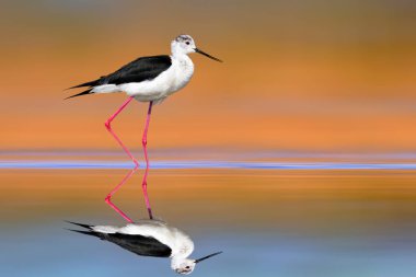 Su kuşu barışçıl bir yapıda. Renkli doğa geçmişi. Siyah kanatlı Stilt. Himantopus himantopus.
