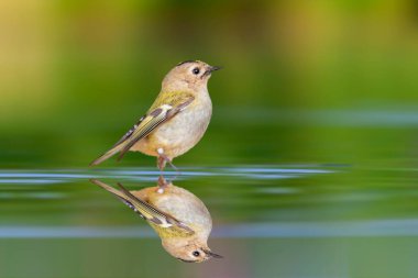 Durgun suda şirin bir Goldcrest. Goldcrest. Regulus regulus. Yeşil doğa arkaplanı.