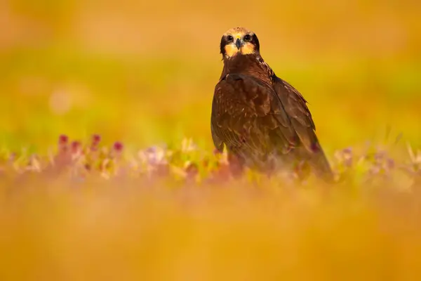 Bird of prey. Western Marsh Harrier. Colorful nature background.