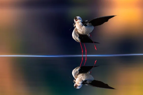 Romantic birds. Colorful nature background. Bird: Black winged Stilt. Himantopus himantopus.