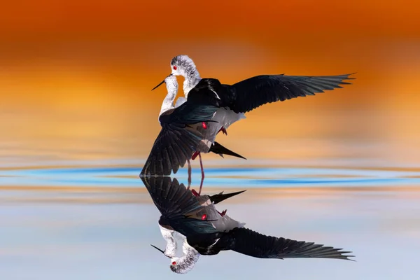 Romantic birds. Colorful nature background. Bird: Black winged Stilt. Himantopus himantopus.