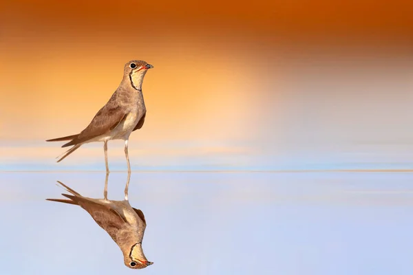 Bird photographed on still water. Colorful and clean background. Bird: Collared Pratincole. Glareola pratincola.