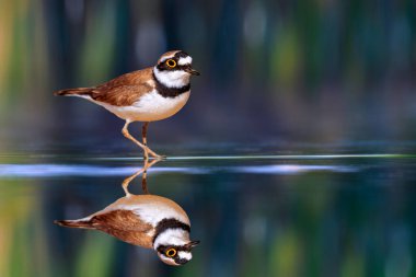 Şirin yağmurkuşu doğal ortamında fotoğraflandı. Küçük Halkalı Plover. Charadrius dubius. Renkli doğa arka planı. 