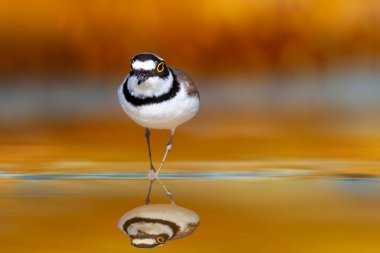 Şirin yağmurkuşu doğal ortamında fotoğraflandı. Küçük Halkalı Plover. Charadrius dubius. Renkli doğa arka planı. 