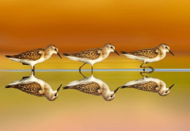 Durgun suda yürüyen sevimli kum çullukları. Renkli doğa geçmişi. Küçük Stint. Kalidris dakika.