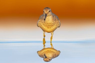 Durgun suda yürüyen bir çulluk. Kırmızı düğüm. Calidris canutus. Renkli doğa arkaplanı. 