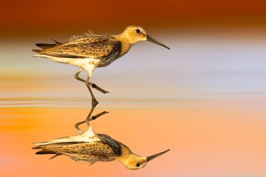 Bir çulluk kendi habitatında fotoğraflandı. Renkli doğa geçmişi. Curlew Sandpiper. Kalidris ferruginea.