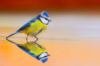 A cute bird on still water. Blue tit. Colorful nature background. 