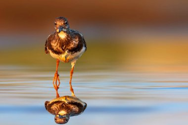 Yaşam alanında bir sahil kuşu. Renkli doğa geçmişi. Lanet Turnstone. Arenaria yorumlar.