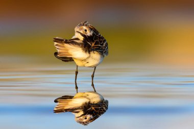 Küçük sevimli çulluk günlük bakımını yapıyor. Küçük Stint. Calidris Dakika. Renkli doğa arkaplanı. 