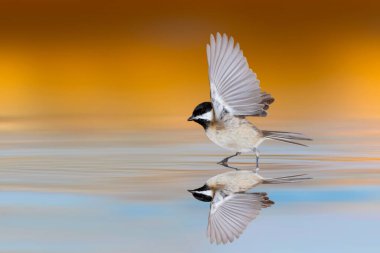 A cute tit came to drink water. Colorful nature background. Bird: Sombre Tit. Poecile lugubris. 