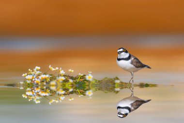 Şirin yağmurkuşu doğal ortamında fotoğraflandı. Küçük Halkalı Plover. Charadrius dubius. Renkli doğa arka planı. 