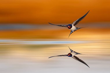 Durgun suyun üzerinde uçan bir kırlangıç. Renkli doğa arkaplanı. 