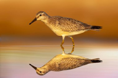 Durgun suda yürüyen bir çulluk. Kırmızı düğüm. Calidris canutus. Renkli doğa arkaplanı. 