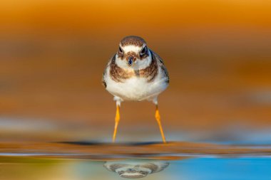 Şirin bir sahil kuşu. Renkli doğa geçmişi. Ortak Halkalı Plover. Charadrius hiaticula.