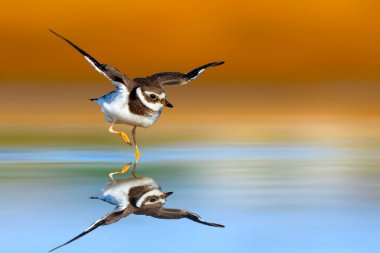 Şirin bir sahil kuşu. Renkli doğa geçmişi. Ortak Halkalı Plover. Charadrius hiaticula.
