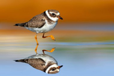 Şirin bir sahil kuşu. Renkli doğa geçmişi. Ortak Halkalı Plover. Charadrius hiaticula.