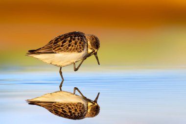 Küçük sevimli çulluk günlük bakımını yapıyor. Küçük Stint. Calidris Dakika. Renkli doğa arkaplanı. 