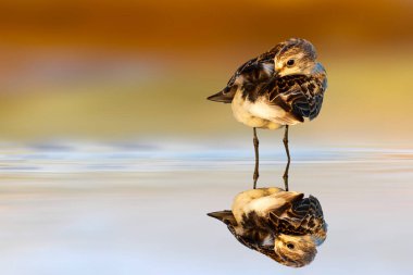 Doğada sevimli bir çulluk. Küçük Stint. Calidris Dakika. Renkli doğa arkaplanı. 