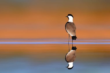 Suda yansıması olan bir kanat. Kanatlı kanatlı Lapwing. Vanellus spinosus. Renkli doğa arkaplanı. 