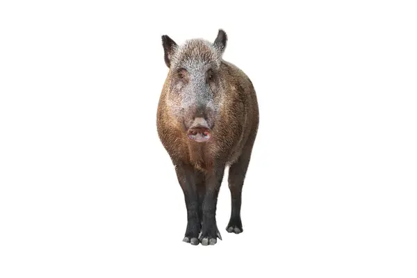 stock image Isolated wild boar. White background.