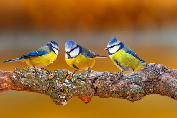 Cute birds. Colorful nature background. Eurasian Blue Tit. Cyanistes caeruleus.