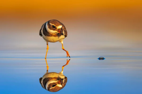 Cute Little Shorebird Colorful Nature Background Common Ringed Plover Charadrius — Stock Photo, Image