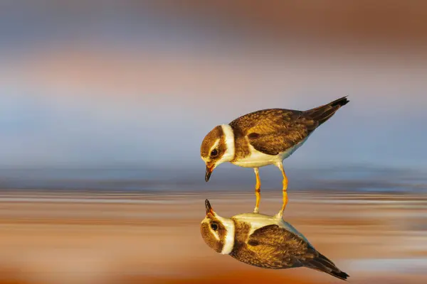 Joli Petit Oiseau Rivage Fond Naturel Coloré Pluvier Annelé Commun — Photo