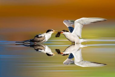 Ternler balık yakalamak için kavga ediyor. Renkli doğa arkaplanı. 