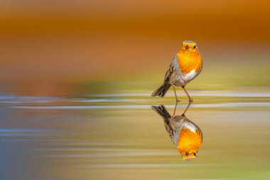 Durgun suda tatlı bir kuş. Renkli doğa geçmişi. Avrupalı Robin. Erithacus rubecula.