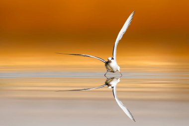 Bir deniz kırlangıcı. Renkli doğa arkaplanı. 