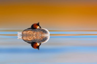 Harika bir doğal manzarada uyuyan kuş. Renkli doğa geçmişi. Ulu İbikli Grebe. Podiceps kriteri.