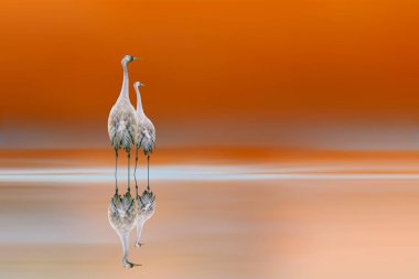 Huzurlu göl manzaralı bir çift vinç. Renkli doğa geçmişi. Kuşlar: Yaygın Crane. Grus grus.