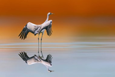 Uçmaya hazırlanan bir vinç. Renkli doğa geçmişi. Hadi Crane. Grus grus. 