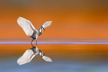 Avlanmakla meşgul bir balıkçıl. Renkli doğa geçmişi. Küçük Egret. Egretta garzetta.