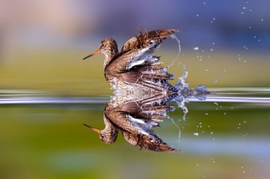 Banyo zamanında çekilmiş bir su kuşu. Renkli doğa geçmişi. Görüldü Redshank. Tringa eritropus.