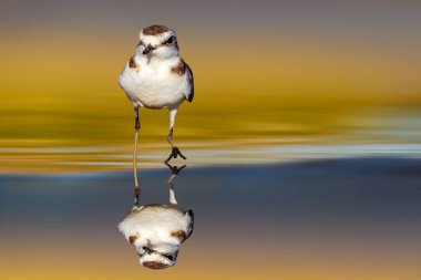 Durgun suda tatlı bir kuş. Renkli doğa geçmişi. Kentish Plover. Charadrius alexandrinus.