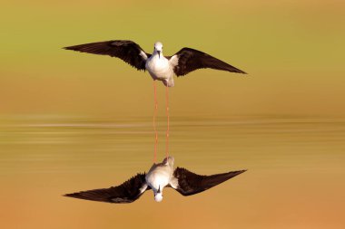 Bataklıkların en zarif kuşu. Siyah kanatlı Stilt. Himantopus himantopus. Renkli doğa arkaplanı. 