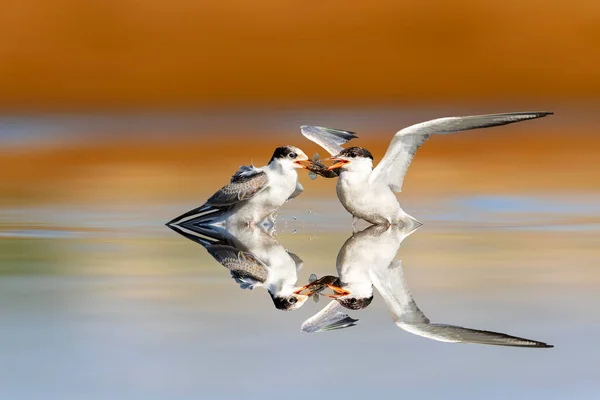 Terns Fighting Caught Fish Colorful Nature Background — Stock Photo, Image