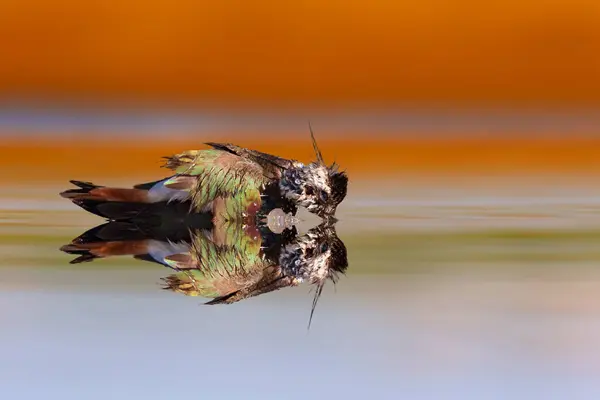 在洗澡的时候 一只翻筋斗摆得很漂亮 北拉普温Vanellus Vanellus 五彩斑斓的自然背景 — 图库照片