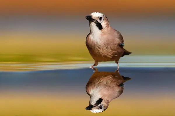 可爱的小鸟在静水上 色彩斑斓的自然背景 欧亚大陆杰 Glandarius石榴 — 图库照片