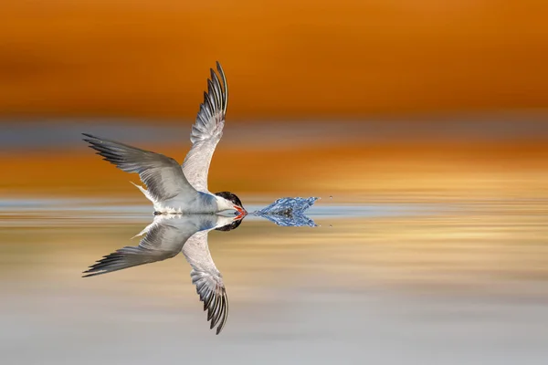 一只捕猎鱼的灯笼五彩斑斓的自然背景 — 图库照片