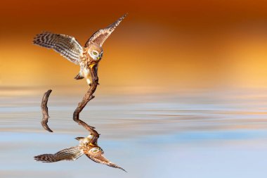 Etkileyici doğal manzarada çekilmiş bir baykuş. Küçük Baykuş. Renkli doğa arkaplanı.