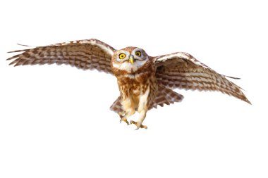 İzole Baykuş. Beyaz arka plan. Küçük Baykuş. 