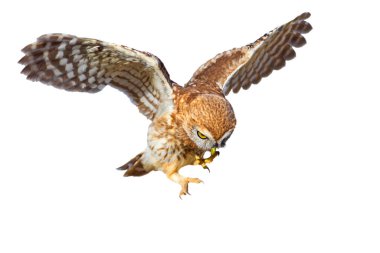 İzole Baykuş. Beyaz arka plan. Küçük Baykuş. 