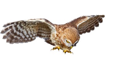 İzole Baykuş. Beyaz arka plan. Küçük Baykuş. 