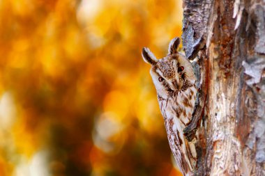 Etrafını merakla izleyen bir baykuş. Uzun kulaklı Baykuş. Asio otus. Renkli doğa arkaplanı. 