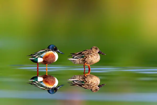 Cute ducks in a wonderful nature. Colorful nature background.