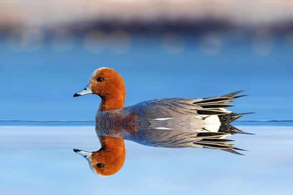 One of the cutest ducks of wetlands. Eurasian Wigeon. Mareca penelope. Colorful nature background.