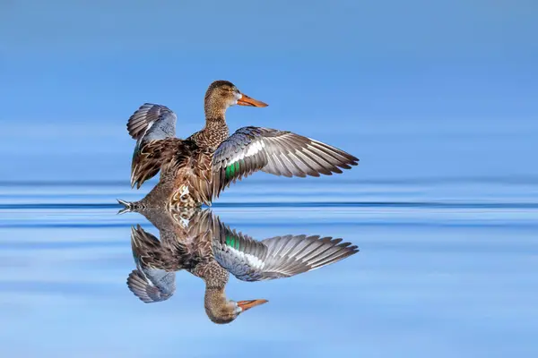Beautiful Duck Photographed Moment Spreading Its Wings Duck Northern Shoveler — Stock Photo, Image
